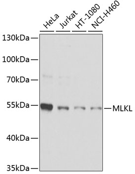 MLKL Rabbit polyclonal antibody