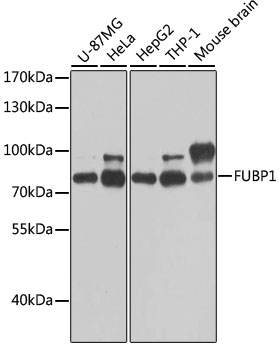 FUBP1 Rabbit polyclonal antibody