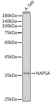 NAPSA Rabbit polyclonal antibody