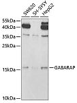 Western blot - GABARAP Rabbit pAb (A5616)