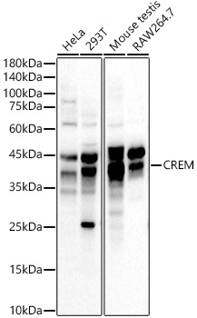 CREM Rabbit polyclonal antibody