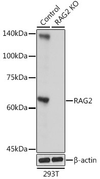 RAG2 Rabbit polyclonal antibody
