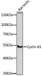 Western blot - Cyclin A1 Rabbit pAb (A5631)