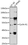 Western blot - Cyclin A1 Rabbit pAb (A5631)
