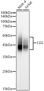 CD2 Rabbit polyclonal antibody