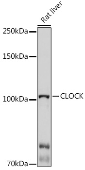 CLOCK Rabbit polyclonal antibody