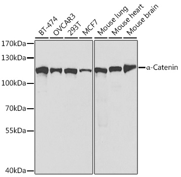 [KO Validated] A Alpha-Catenin Rabbit polyclonal antibody