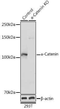 [KO Validated] A Alpha-Catenin Rabbit polyclonal antibody