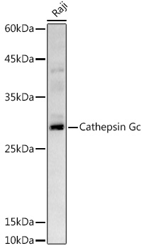 Cathepsin G Rabbit polyclonal antibody