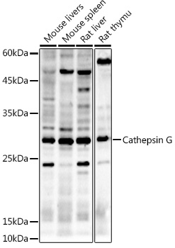 Cathepsin G Rabbit polyclonal antibody