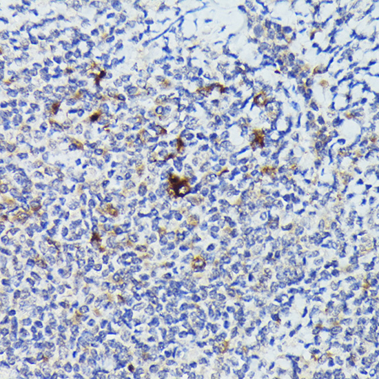 Cathepsin G Rabbit polyclonal antibody