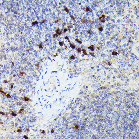 Cathepsin G Rabbit polyclonal antibody