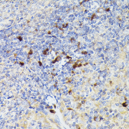 Cathepsin G Rabbit polyclonal antibody
