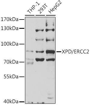 XPD/ERCC2 Rabbit pAb