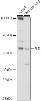 FLI1 Rabbit polyclonal antibody