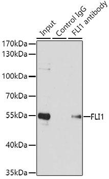 FLI1 Rabbit polyclonal antibody
