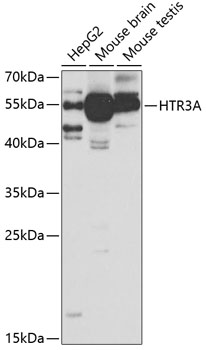 HTR3A Rabbit polyclonal antibody
