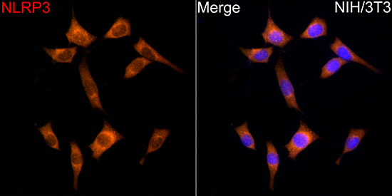 NLRP3 Rabbit polyclonal antibody