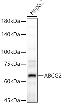 ABCG2 Rabbit polyclonal antibody