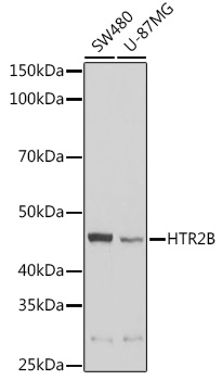 HTR2B Rabbit polyclonal antibody