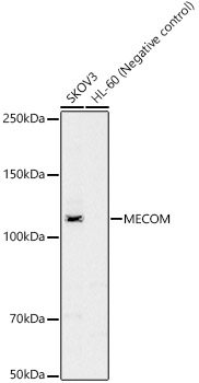 MECOM Rabbit polyclonal antibody