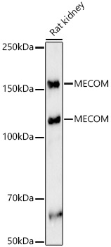 MECOM Rabbit polyclonal antibody