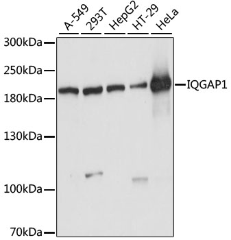 IQGAP1 Rabbit polyclonal antibody