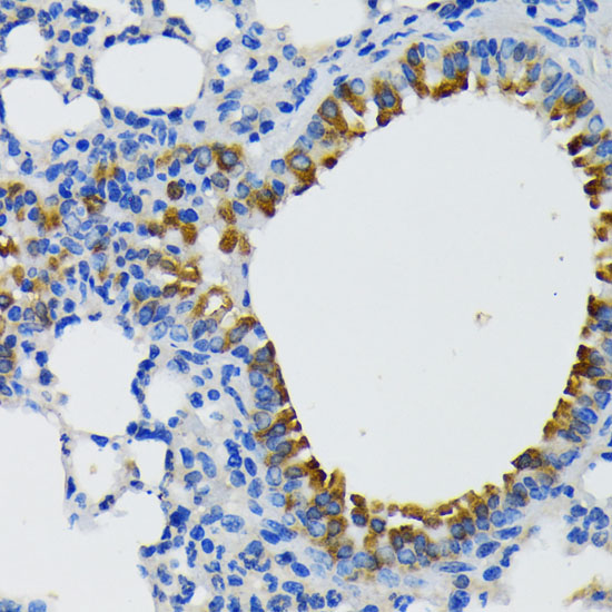 IQGAP1 Rabbit polyclonal antibody