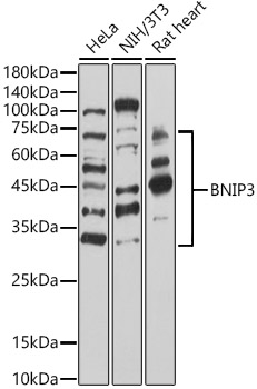 BNIP3 Rabbit polyclonal antibody