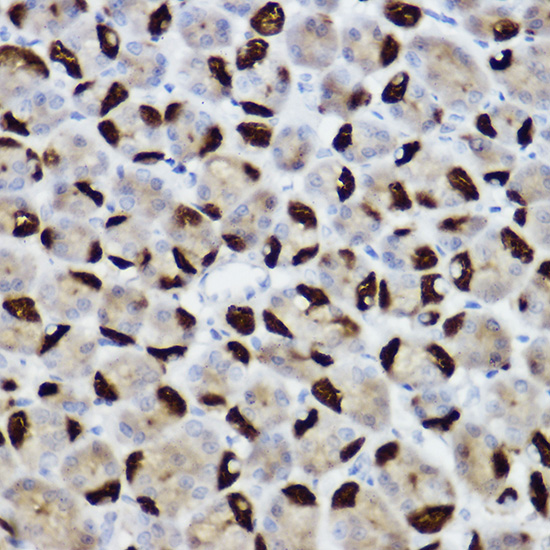 BNIP3 Rabbit polyclonal antibody