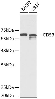 CD58 Rabbit pAb