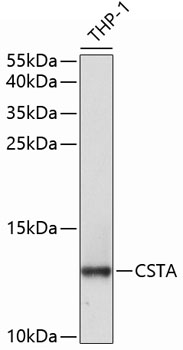CSTA Rabbit polyclonal antibody