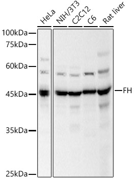 FH Rabbit polyclonal antibody