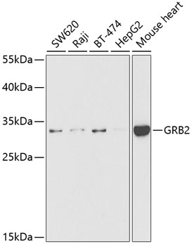 GRB2 Rabbit polyclonal antibody