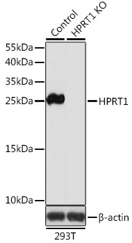 [KO Validated] HPRT1 Rabbit polyclonal antibody