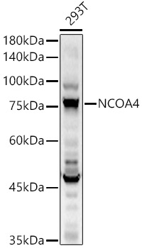 NCOA4 Rabbit polyclonal antibody