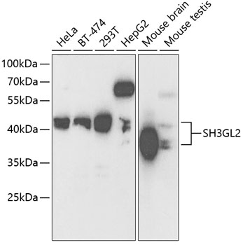 SH3GL2 Rabbit polyclonal antibody