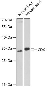 CDX1 Rabbit pAb