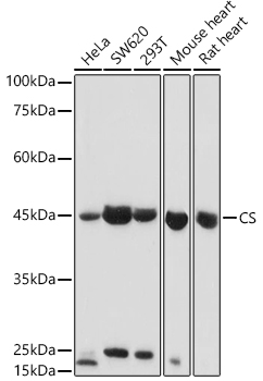 CS Rabbit polyclonal antibody
