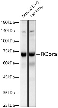 PKC zeta Rabbit polyclonal antibody