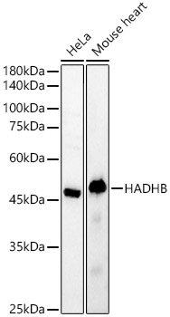 HADHB Rabbit polyclonal antibody
