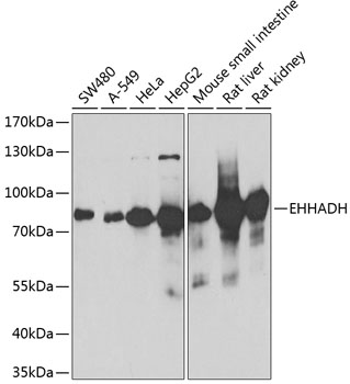 EHHADH Rabbit polyclonal antibody