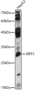 [KO Validated] SIRT3 Rabbit polyclonal antibody