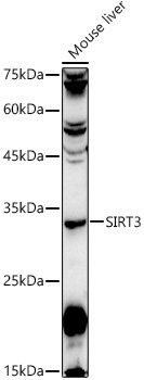 [KO Validated] SIRT3 Rabbit polyclonal antibody