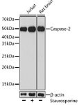 Western blot - Caspase-2 Rabbit pAb (A5724)