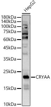 CRYAA Rabbit polyclonal antibody