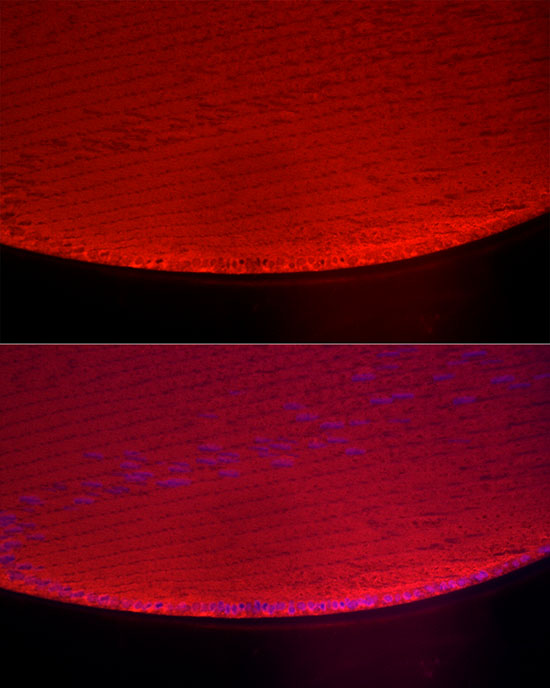 CRYAA Rabbit polyclonal antibody