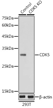 [KO Validated] CDK5 Rabbit polyclonal antibody