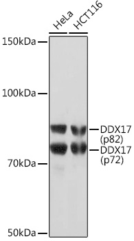 DDX17 Rabbit monoclonal antibody