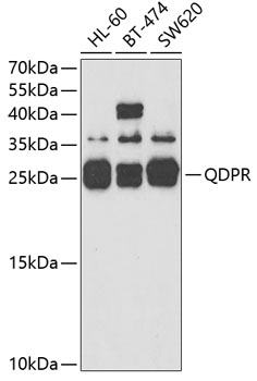 QDPR Rabbit polyclonal antibody